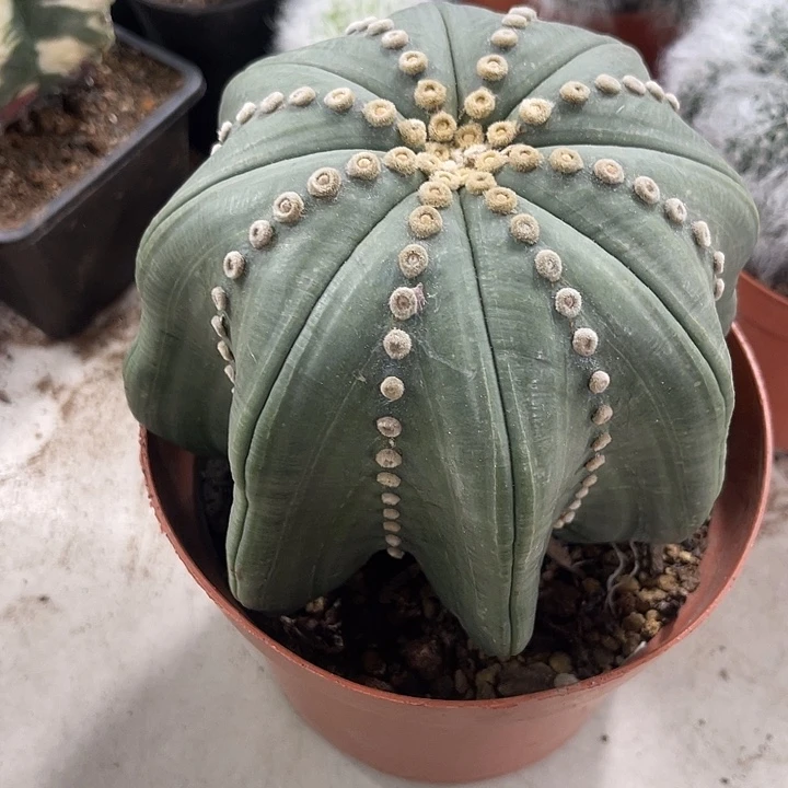 仙人球开花仙人球上