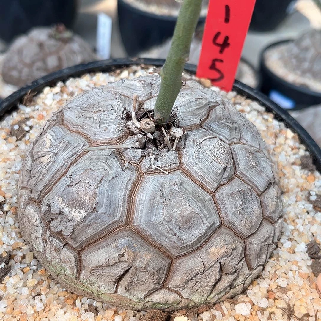 潮流植物 龟甲龙 大甲 145
