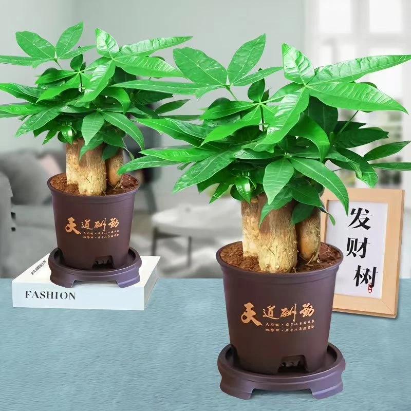 发财树盆栽植物室内办公室好养绿植水培客厅小盆景四季常青吸甲醛