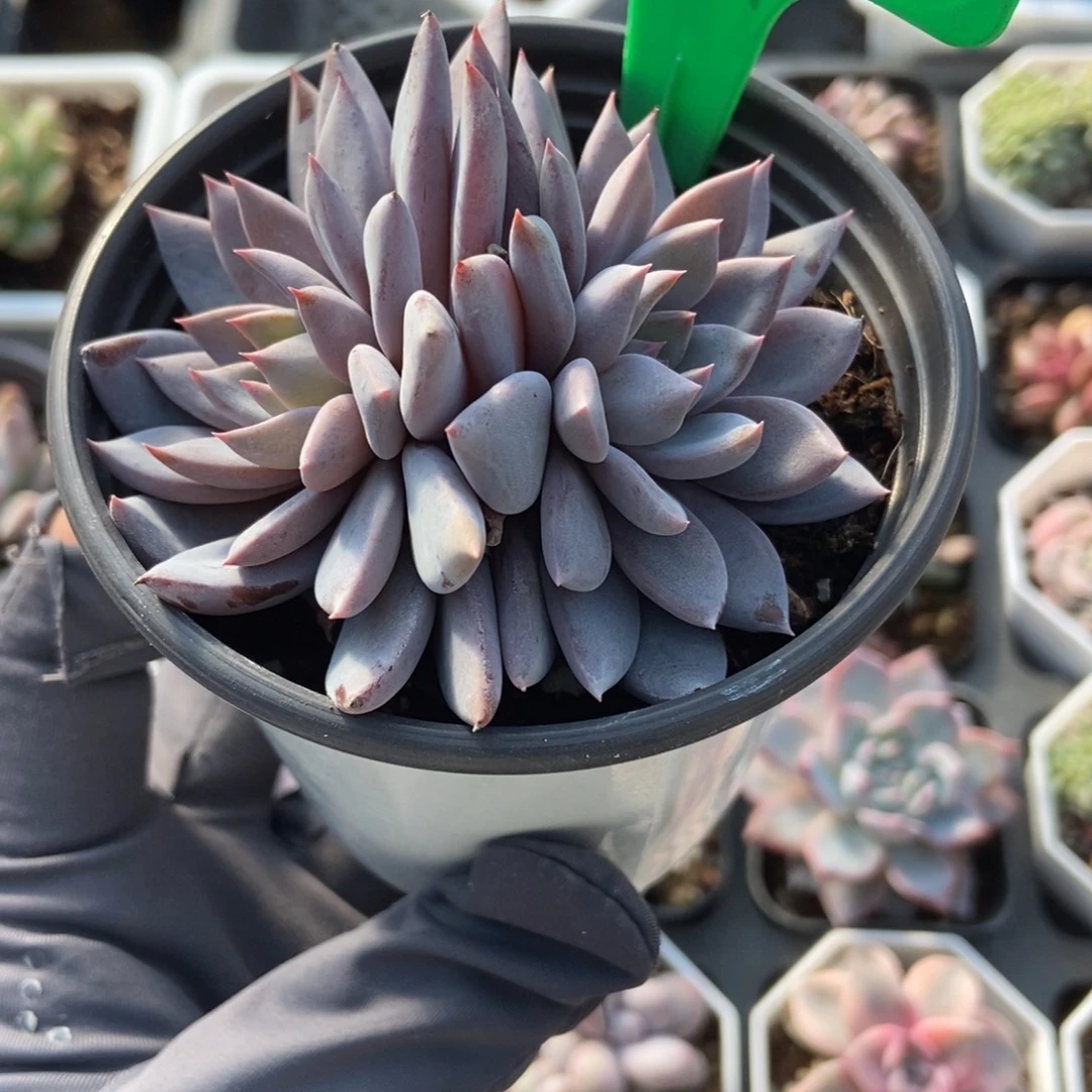 999青鬼多肉植物多肉