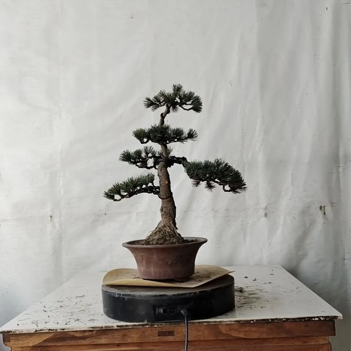 五针松老盆口老桩