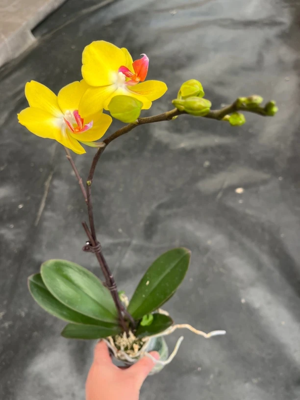 鲜花《nk375》蝴蝶兰云南源头基地直发