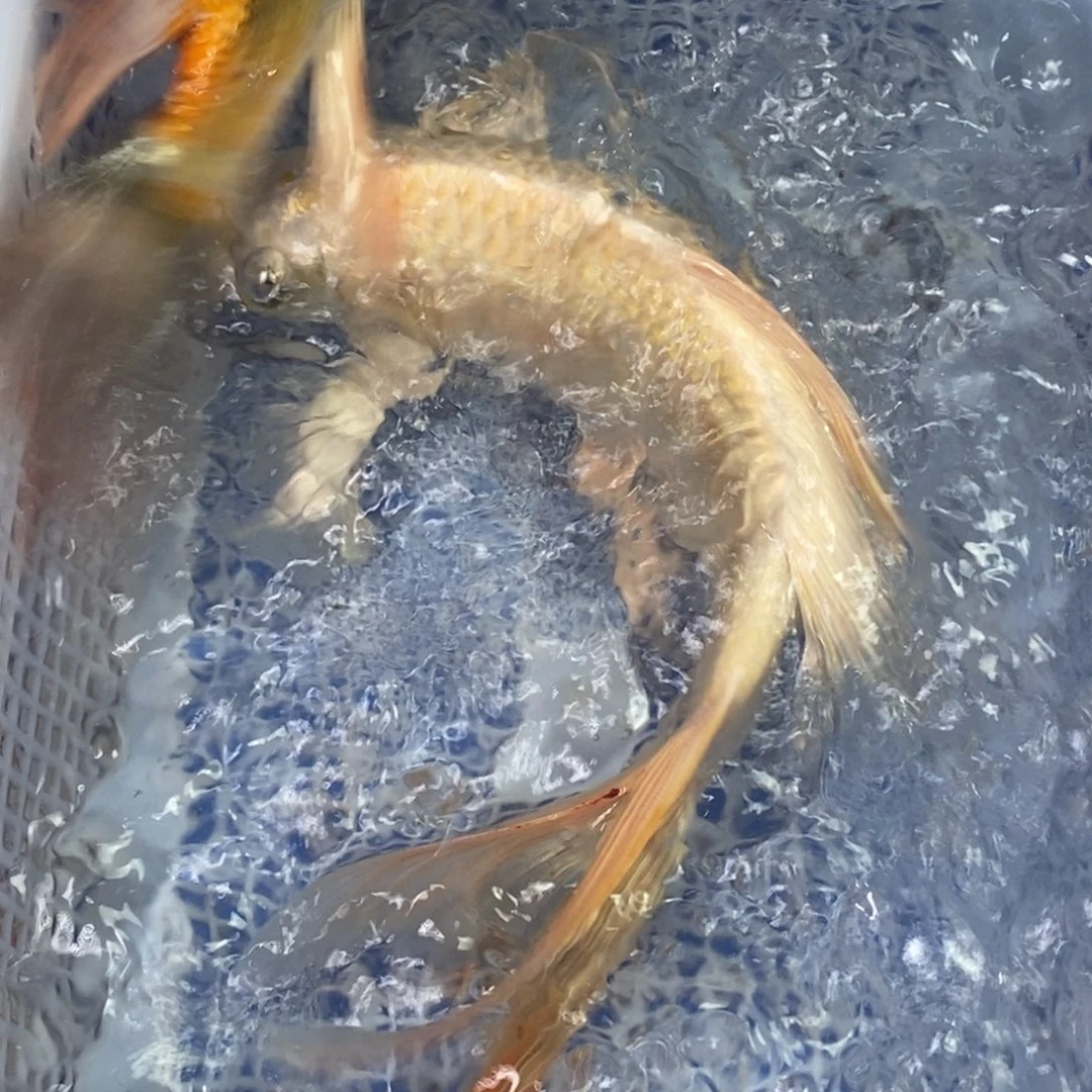 锦鲤冷水锦鲤包邮