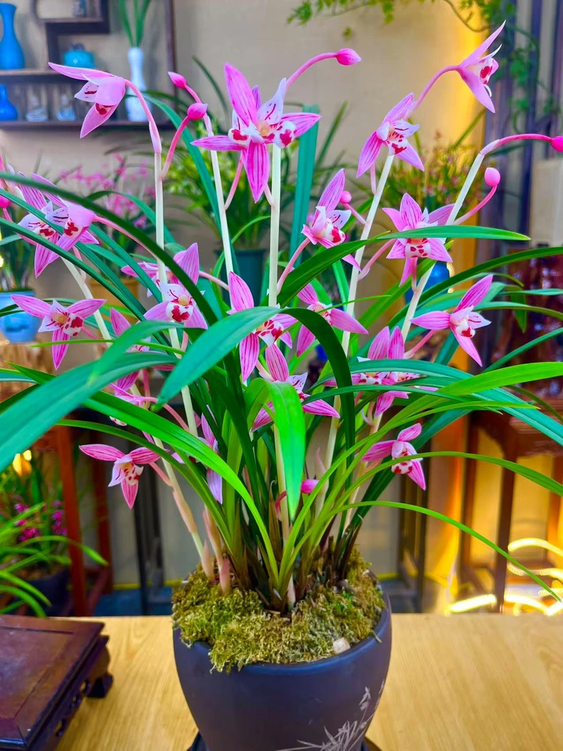 兰花 建兰铭品【峨眉胭脂带多花苞花剑】带兰香紫砂花盆 室内外浓香