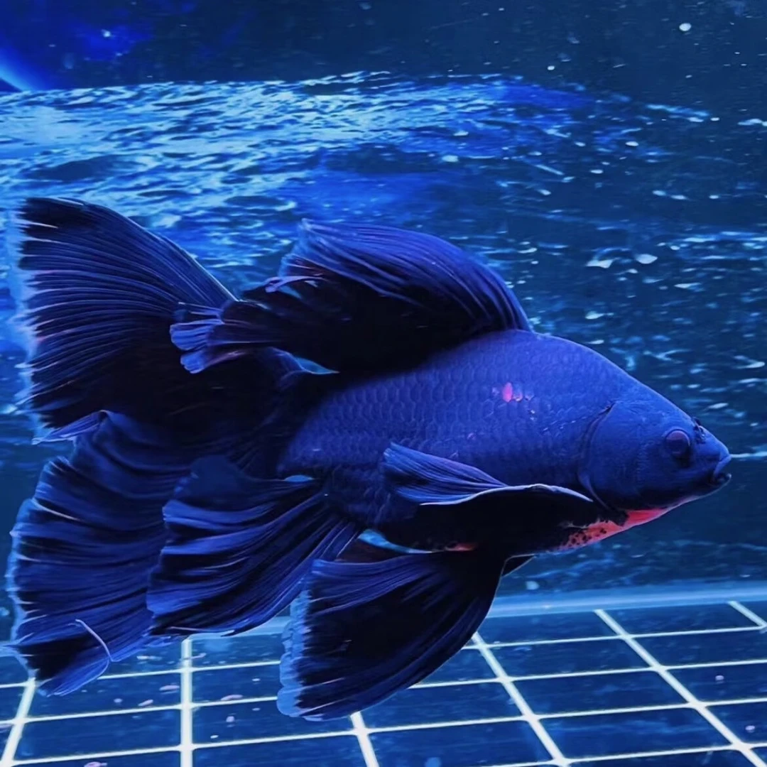 台湾黑色蝴蝶鲤13-15短身墨蝶赛级精品贵妃观赏鱼