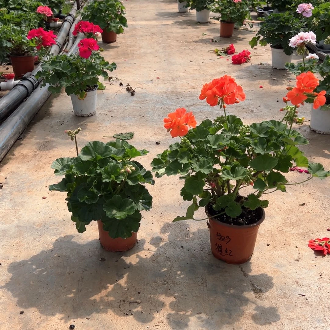 安***完全开放芙蓉牡丹加橙色