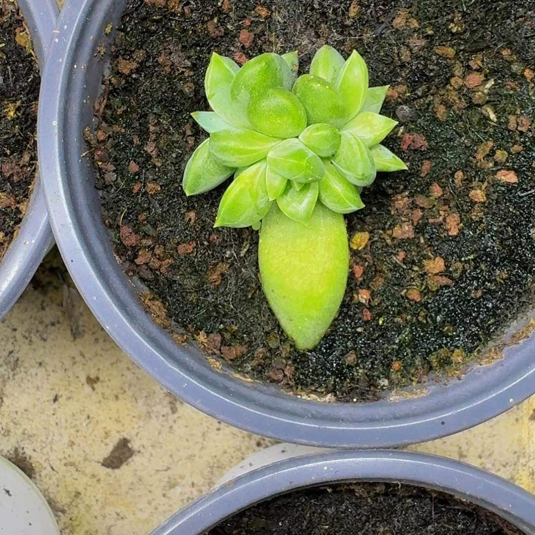 红千手 叶插  一物一拍
