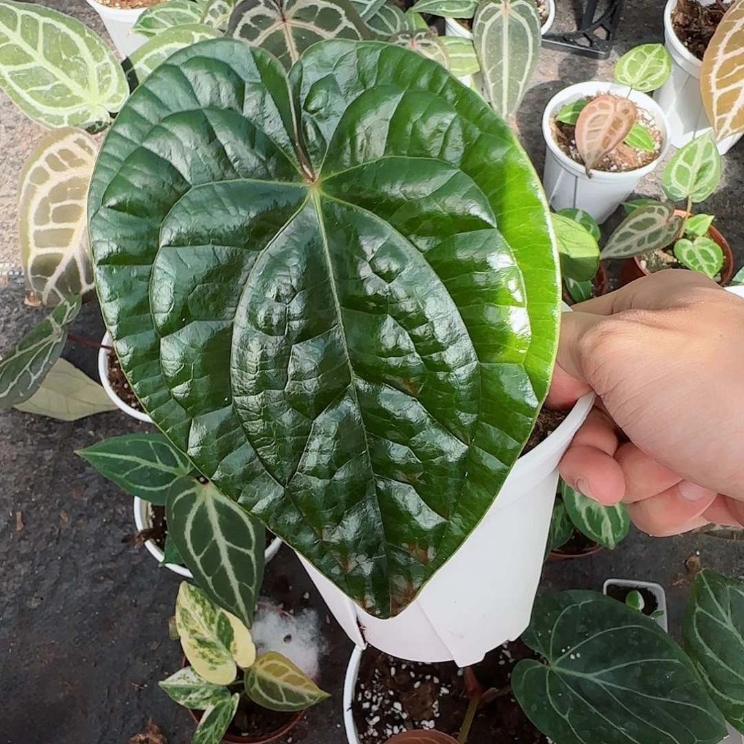 完全开放黑奢籽播