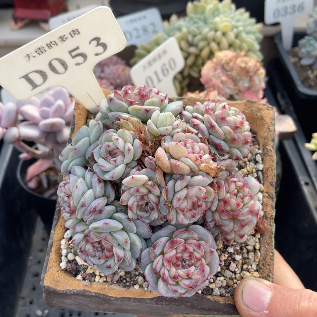 053天鹅绒不带盆10厘米