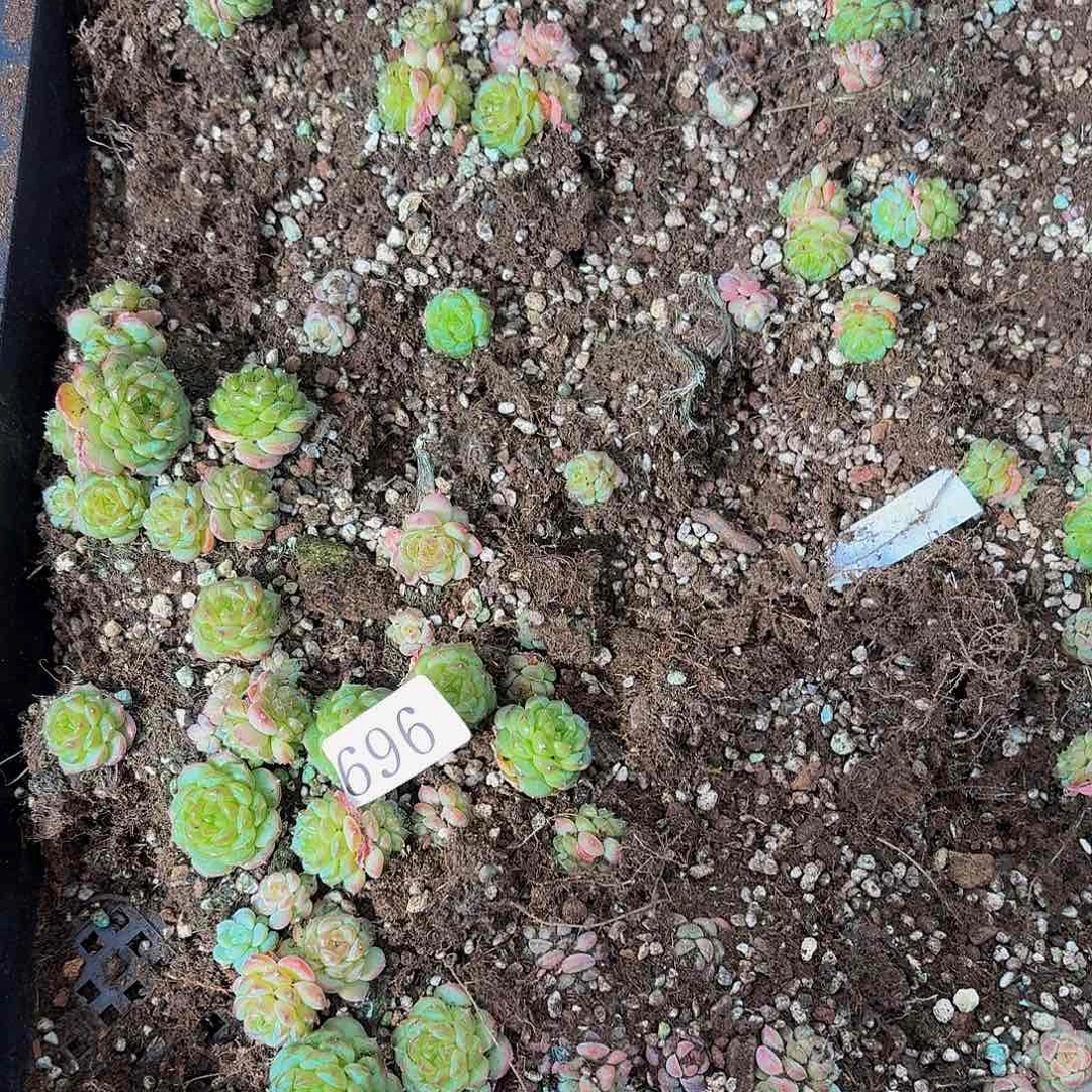 青*多肉植物多肉植物696