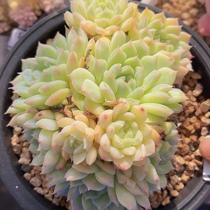 月影杂01105多肉植物