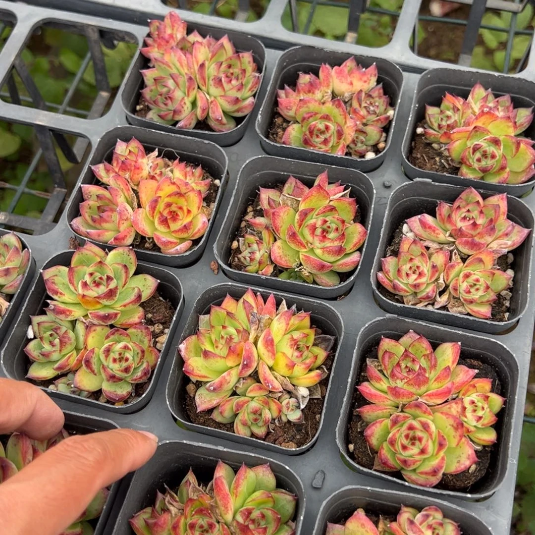 月亮石群一颗量拍多肉满18元包邮下午发