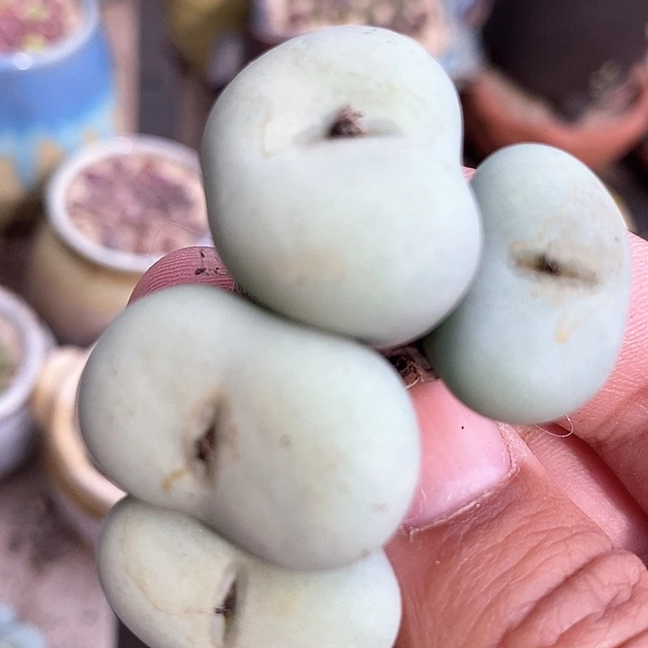 3538大嘴小红嘴一颗