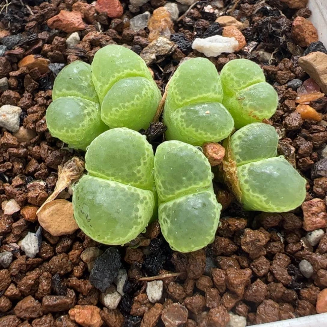 046多肉植物百科