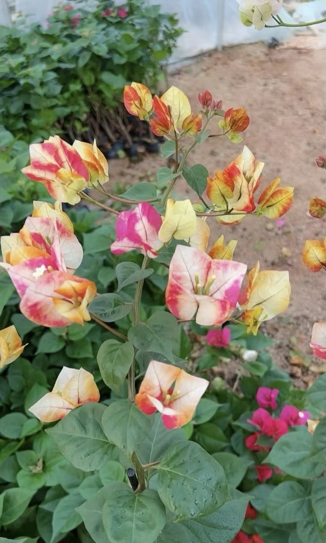 【哪吒-1颗苗】实物三角梅四季开花勤花品种耐寒好养庭院爬藤款