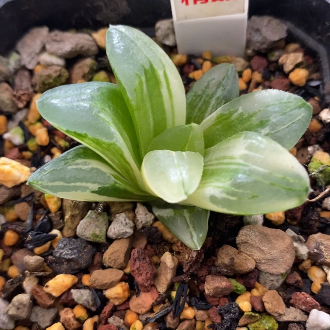 51冰城锦一物一拍