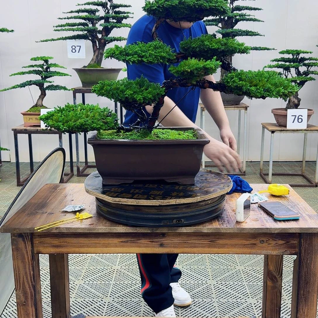 无花朵柏树造型盆景