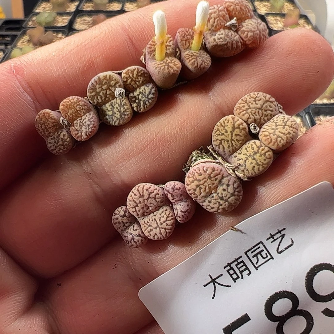 一物一拍脱土发。    589