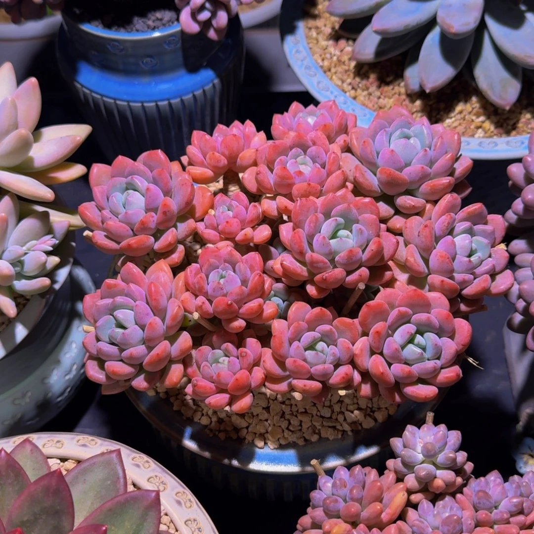 白鹭 群生  一物一拍