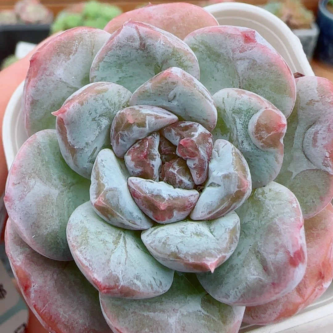 花语逸镜0927-101糖心