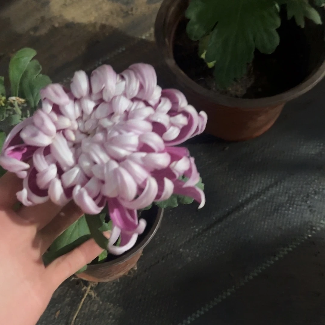 十***。全部花朵N11111111