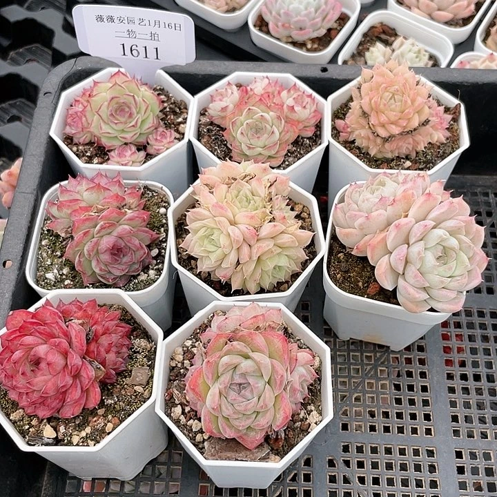 薇薇安园艺多肉1611