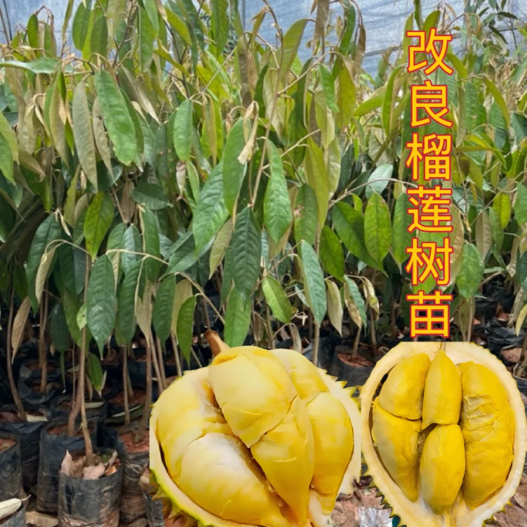榴莲树苗品种纯正改良苗金枕榴莲猫山王南方可种植带土带叶盆栽