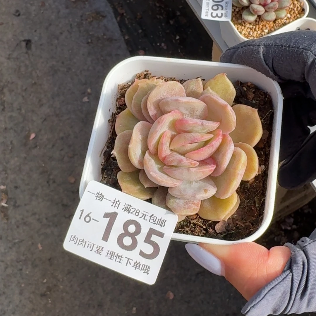 石化昂斯诺无盆土发货