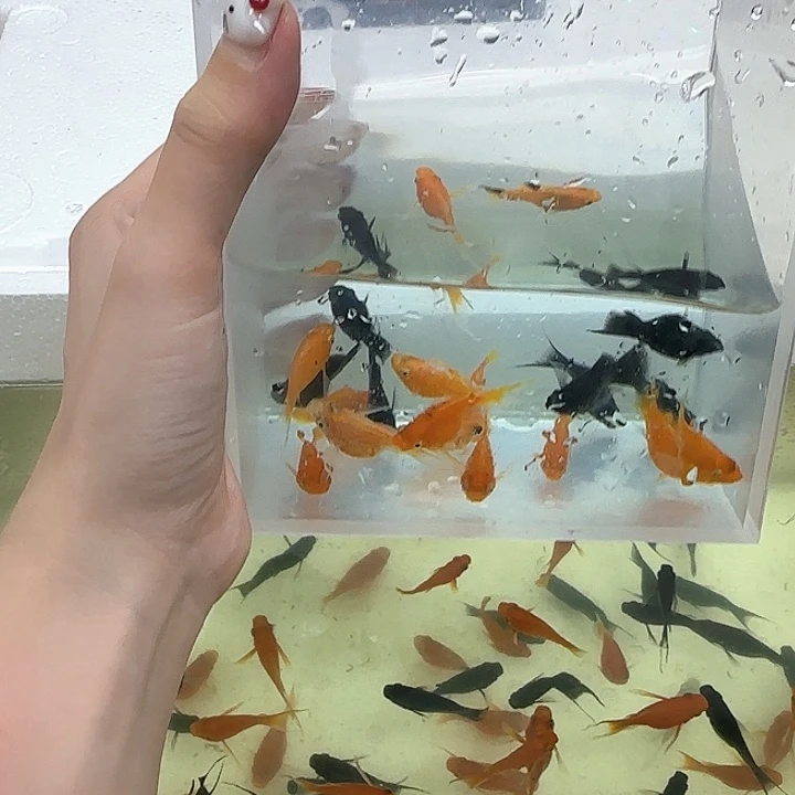 孔雀鱼发货21条 包活15条的