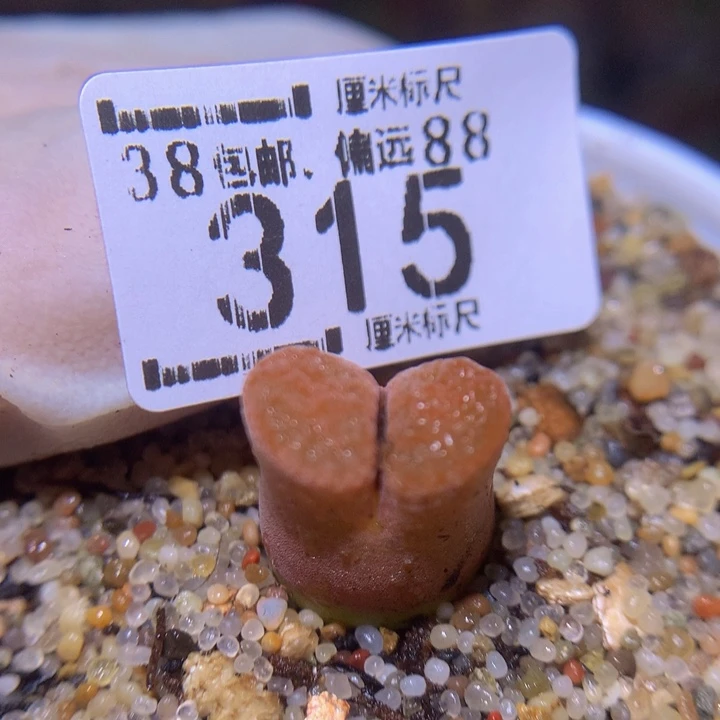 S精品生石花.315超蛋