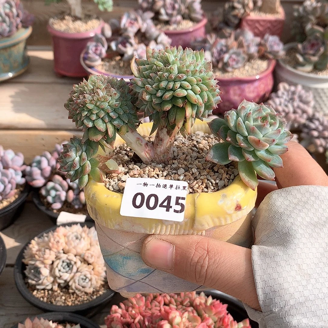 0045冰魄缀一颗11.5厘米