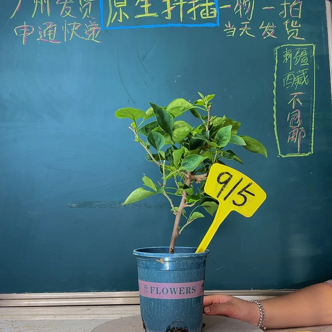 当前无花栽培后可以开花甜西瓜 915