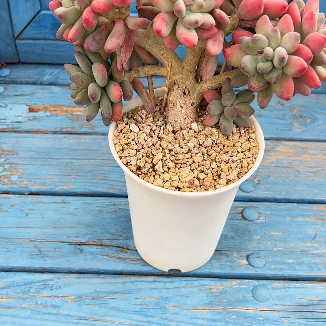 苹果奶缀11111111111