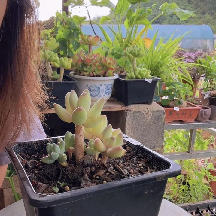 521号 一物一拍 一物一拍