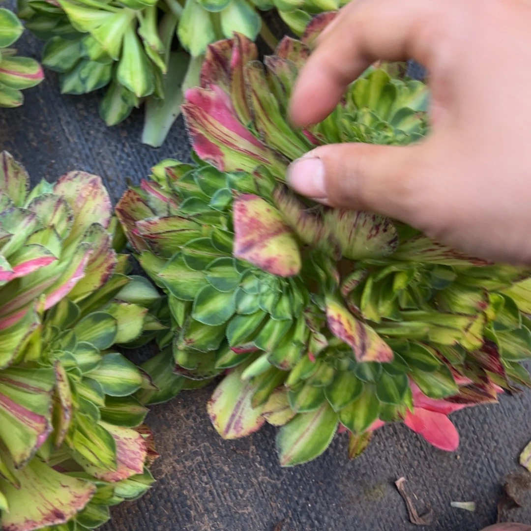 196知否无根多肉椅子