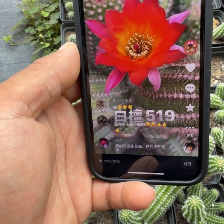 白檀仙人掌519群生挂群