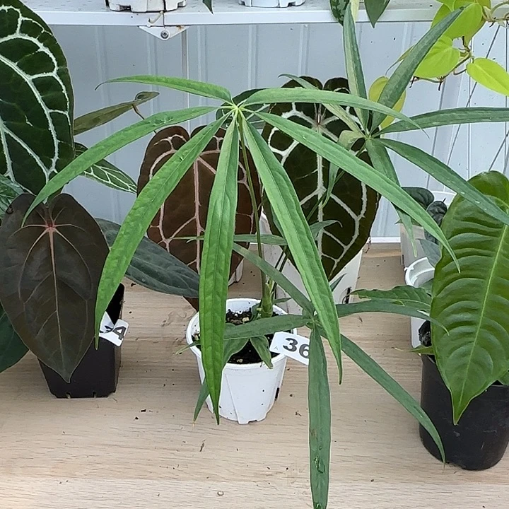 完全开放伞叶花烛