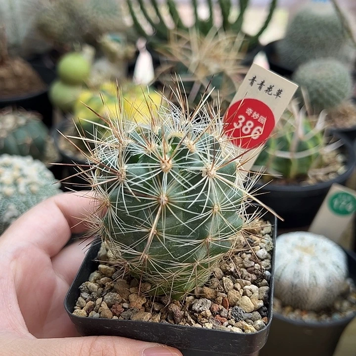实生狂刺旋玉5.2cm
