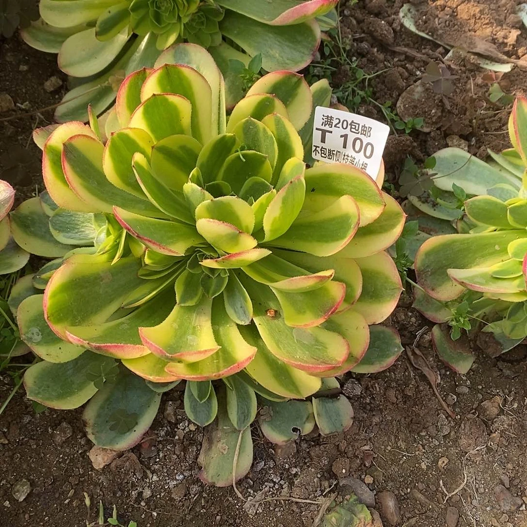 100万圣节奶白锦多肉