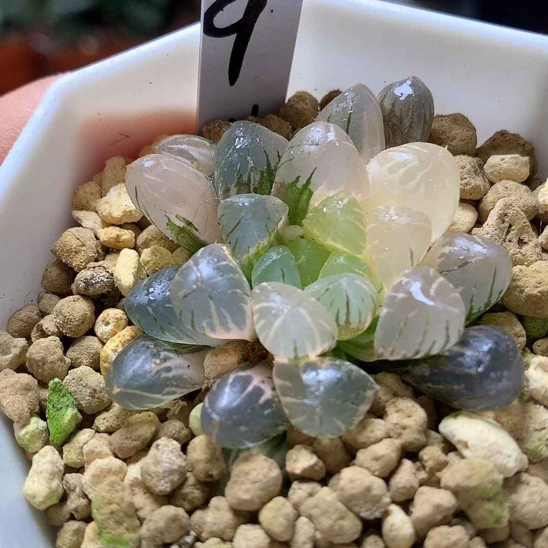 冰灯玉露锦带盆母恩tzj