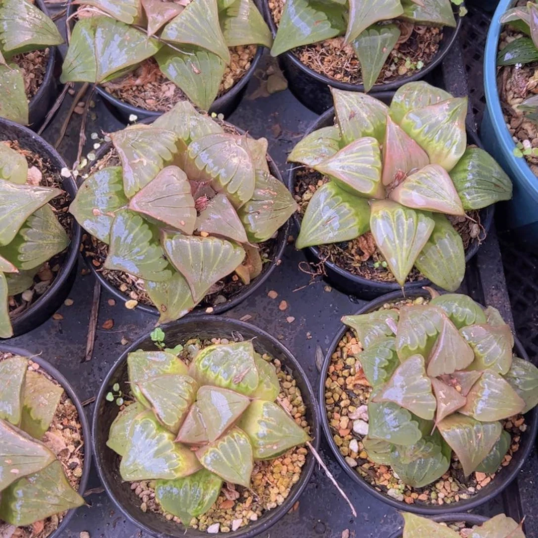 瑕疵媚凤万象盆玉露一颗