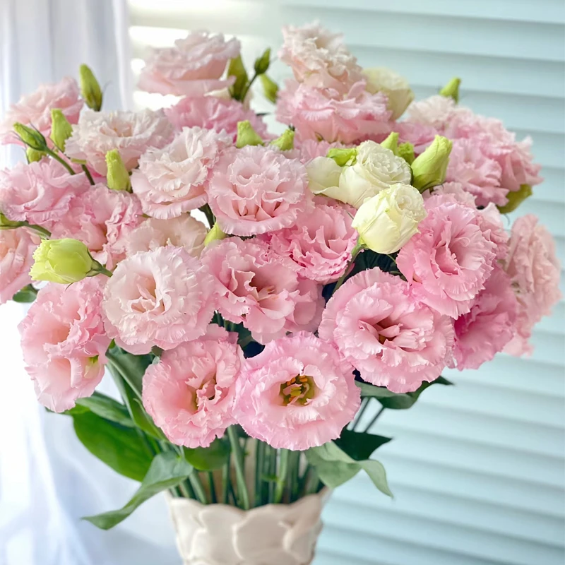 【粉色洋桔梗】新鲜鲜花花束客厅生日云南昆明直发切花同城母亲节