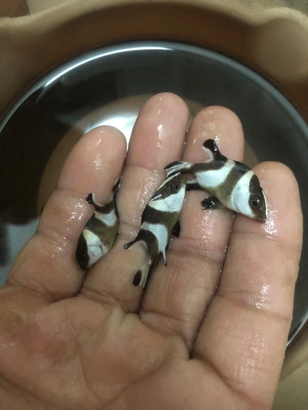 笛鲷鱼皮实好养活水缸可养吃食海水群游观赏鱼