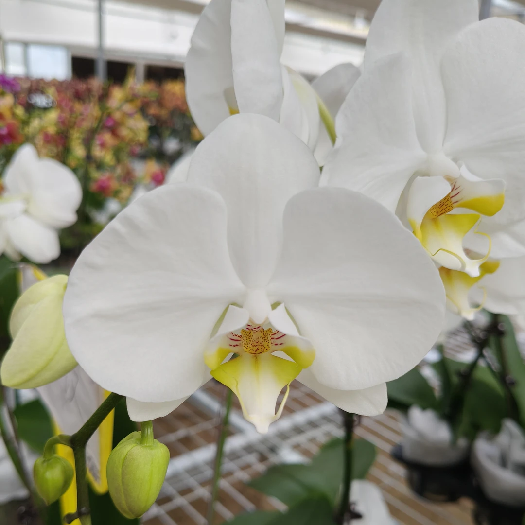 诺丁汉   微瑕蝴蝶兰基地直发