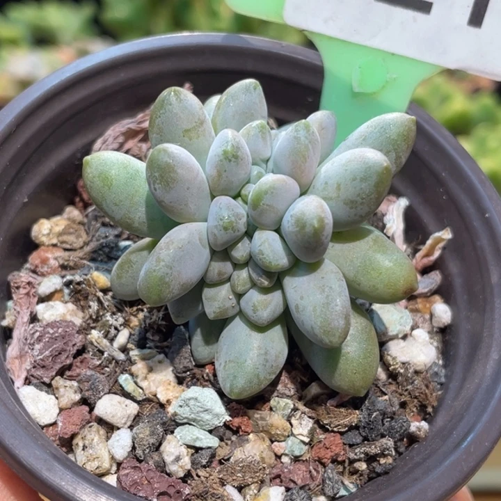 美人缀121号的啊啊多肉啊啊