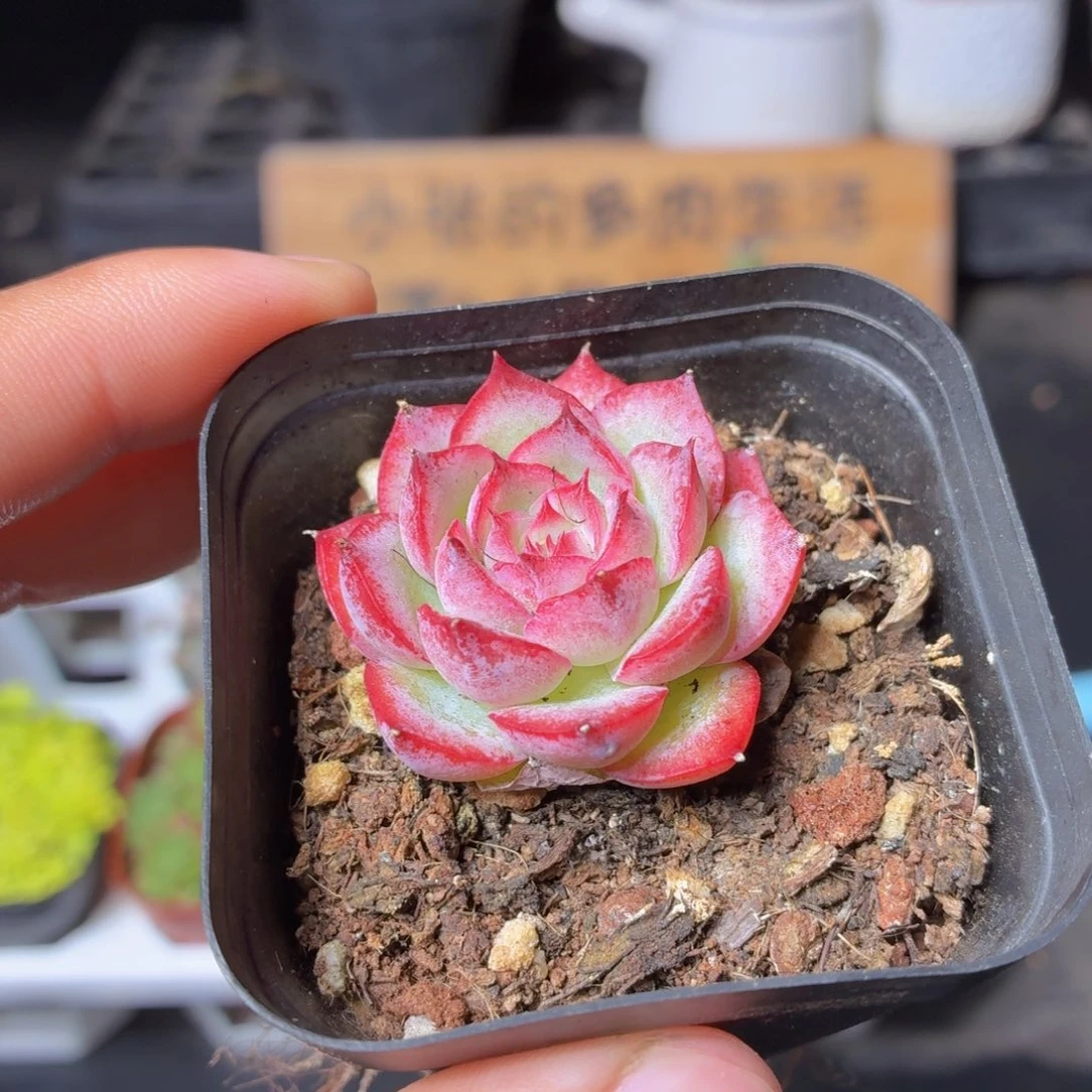 侧影多肉9.9包邮发货