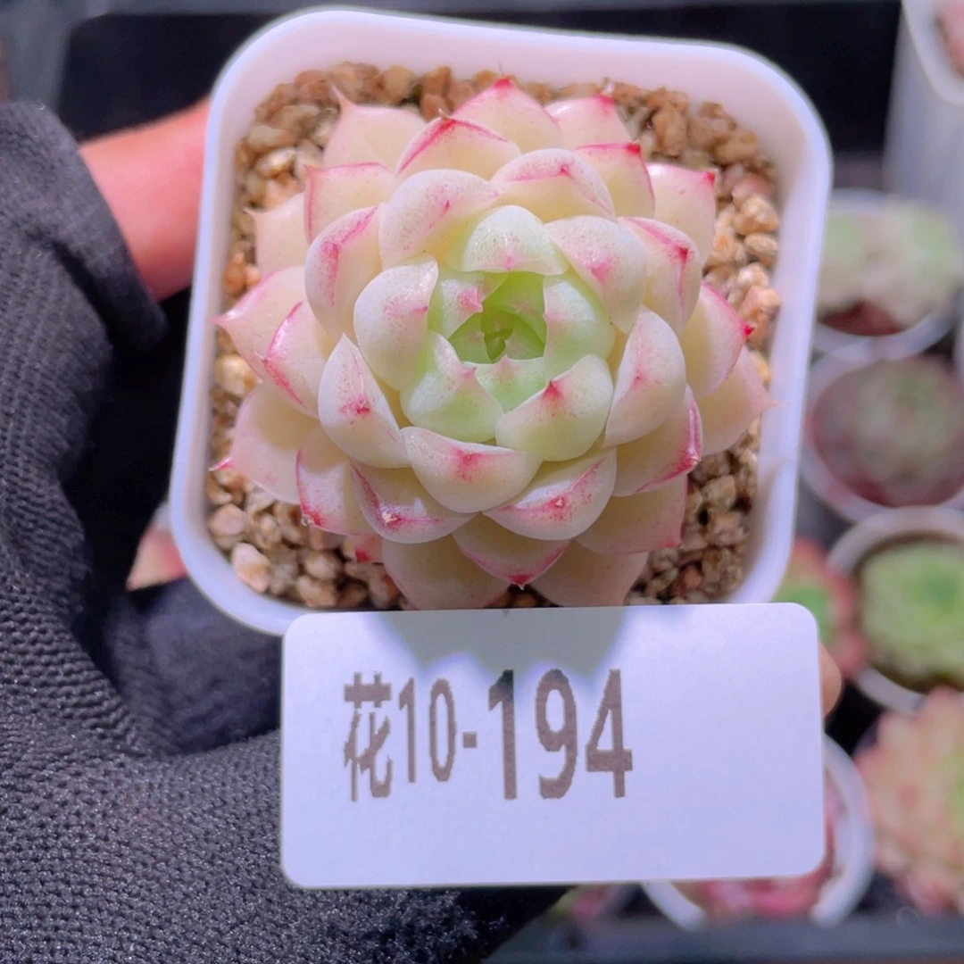 花利美10-194女王