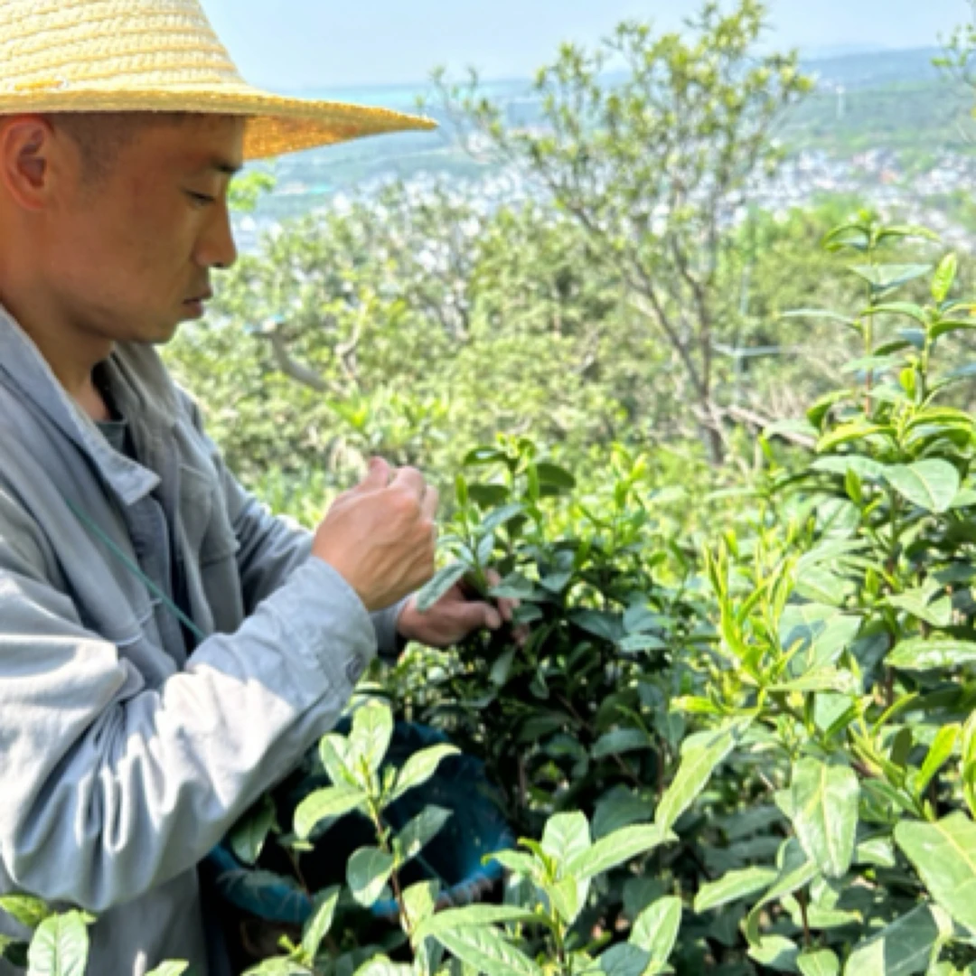 群体小叶种一芽二叶】苏州洞庭碧螺春 东山茶农自产自销 一天一价