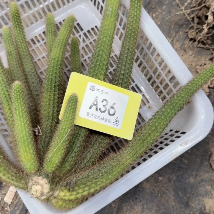 垚***宝完全开放黄花金妞克莱因一个发货