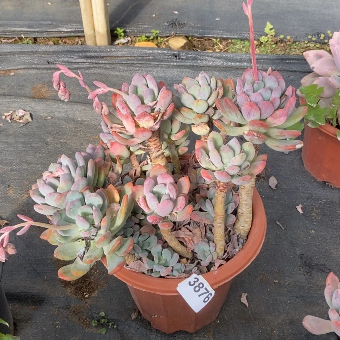 3876灰姑娘一物一拍